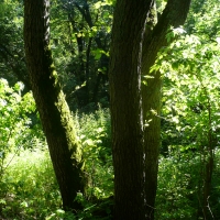 Łęg w Lesie Bemowskim