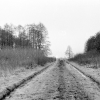 Zakole Wawerskie, droga w poprzek lasu niedaleko ul. Płowieckiej