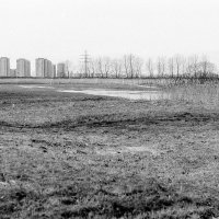 Fragment łąki i wiosenne rozlewiska na południe od lasu olchowego przy Ostrobramskiej