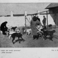 Żółta Karczma - szkolenie psów