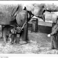 Słoniarnia (słonica Kasia z córką)