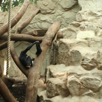 Wybieg dla szympansów