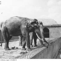 Słonie na wybiegu
