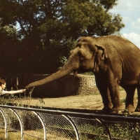 Stary wybieg dla słoni
