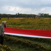 Wokół drzewa rozciągnięto najdłuższą flagę w Polsce