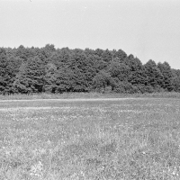 Fragment łąki na południe od lasu olchowego