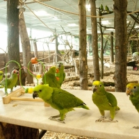 Papugarnia
