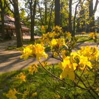 Teren parku w Powsinie